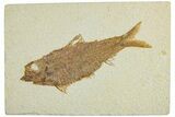 Detailed Fossil Fish (Knightia) - Wyoming #227436-1